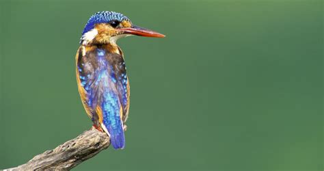 Kingfisher - Birds - South Africa