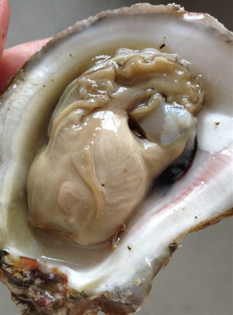 The Oyster | Virginia Institute of Marine Science