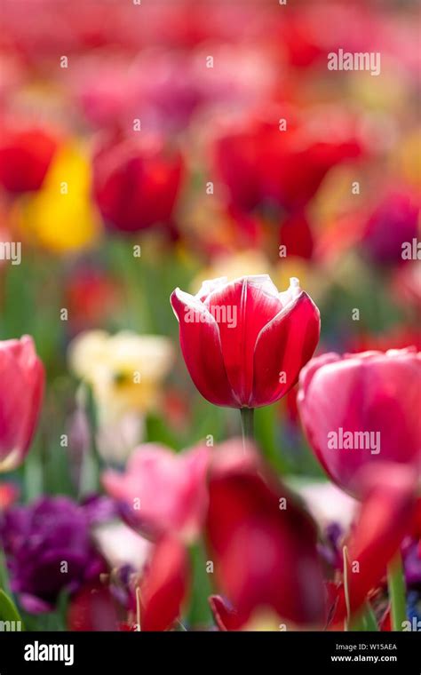 Amsterdam Tulips 1 Stock Photo - Alamy