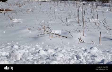 Wintery landscape of freshly fallen snow the day after a snow storm in ...