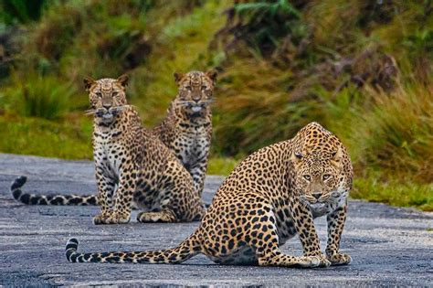 Mom and cubs at horton plains national park - Nuwaraeliya, SriLanka | Sri lanka, Animals ...