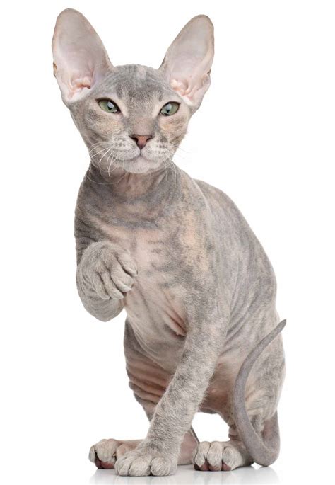 Donskoy Cat Breed Traits and Hairless Cat Care