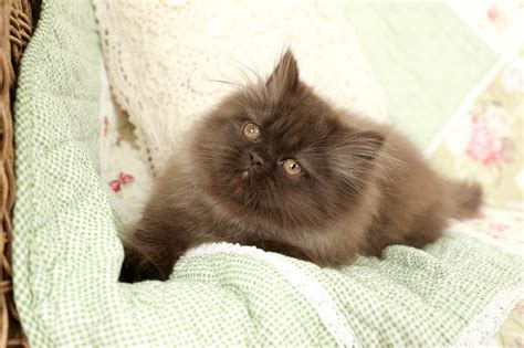 Chocolate Persian Kittens (Past Kittens)