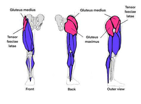 Leg Muscle Anatomy Drawing