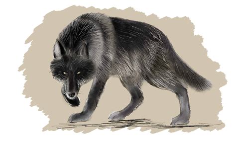 How To Draw A Wolf in 8 Easy Steps - AZ Animals