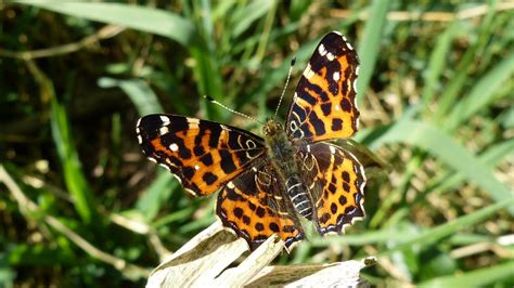 Map Butterfly | MarkEisingBirding