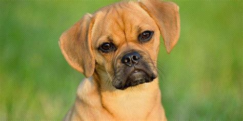 Puggle Breed – Appearance, Temperament, Info, Facts, Health & Price