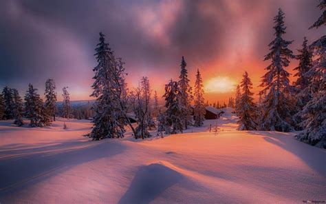 Sunset in the winter woods HD wallpaper download