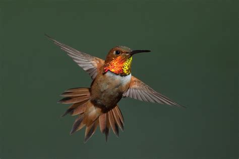 The Ultimate SE Arizona Hummingbird Photography Tour in Southeast Arizona