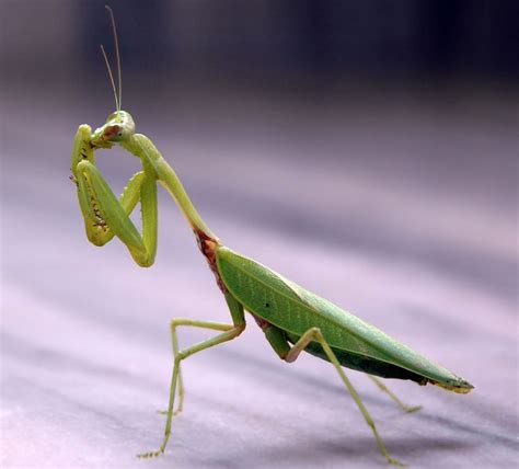 European Mantis Facts, Pictures & In-Depth Information.