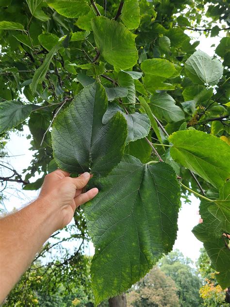 Save Native Red Mulberries — Indigenous Landscapes