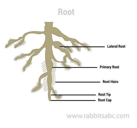 Parts Of Plants - Parts Of Plants For Kids | Rabbitsabc