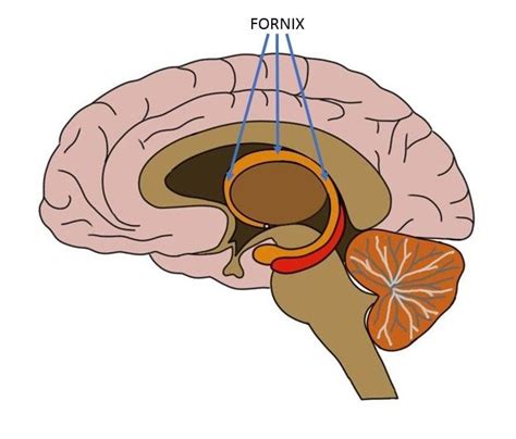 Know Your Brain: Fornix