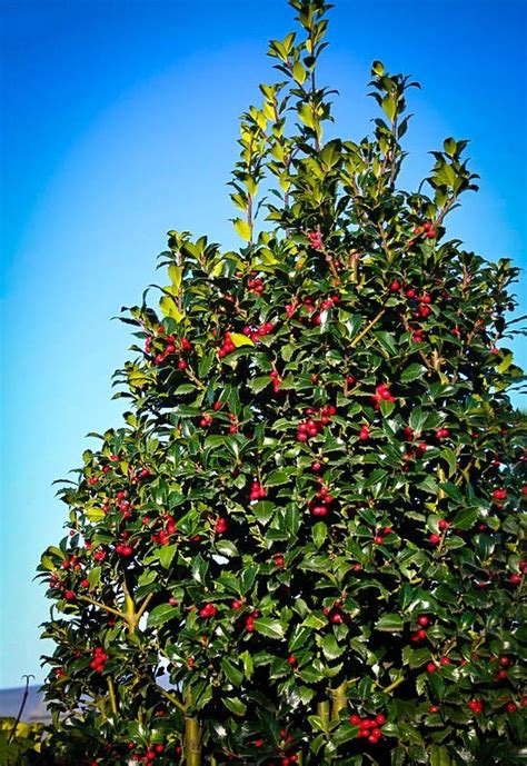 Castle Spire® Blue Holly "Heckenfee" For Sale | The Tree Center™