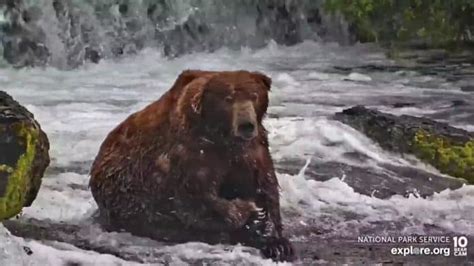 Katmai National Park has crowned a new Fat Bear Champion - RV Travel