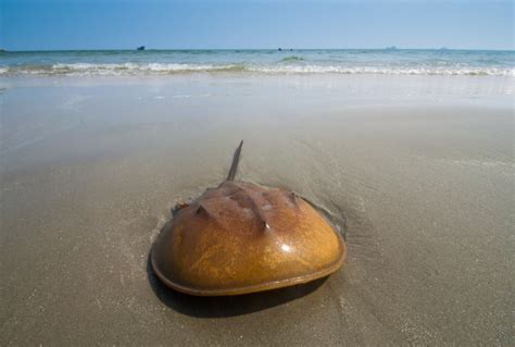 Merostomata: Evolution & Anatomy Of The Horseshoe Crab - Earth Life