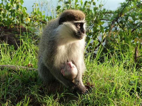 This Grivet monkey was feeding a very tiny baby, photographed at sunrise in the Rift Valley.