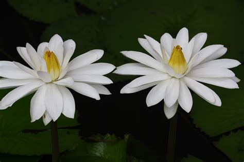 Photography and beyond: Lotus- National Flower of India