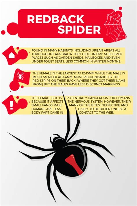 Removing Redback Spiders in Homes | Bob Gunn