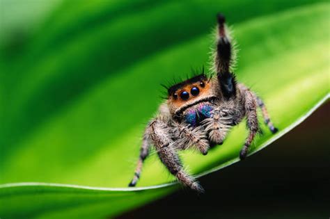 Daring Jumping Spider Fangs