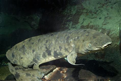 Lungfish can live out of water for several years. It secretes a mucus ...