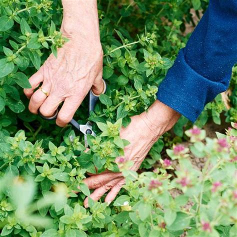 5 Best Garden Scissors of 2022 | Family Handyman