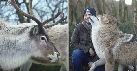 Watch: Reindeer caught acting strange at Wild Ireland! - Donegal Daily