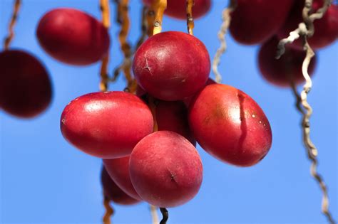 Date palm,date,fruit,phoenix dactylifera,palm - free image from needpix.com