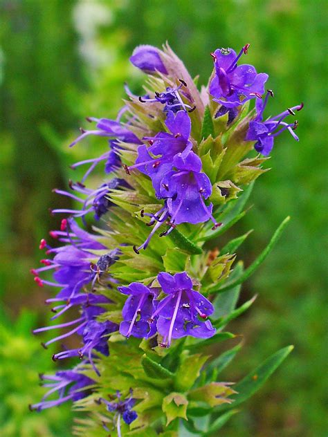 1500 Hyssop Hyssopus officinalis Seeds ~ Non-GMO Heirloom Culinary and Medicinal – O'Neill Seeds