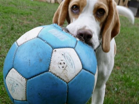 1000+ images about Dogs Playing Soccer on Pinterest | Service dogs, Soccer and Puppys