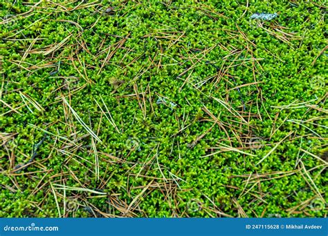 Green Moss in Taiga Forest As Background Stock Photo - Image of ...