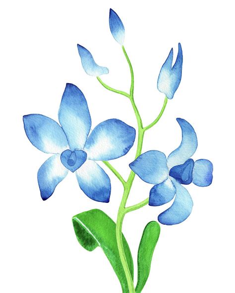 Blue Orchid Flower Botanical Watercolor Painting by Irina Sztukowski - Fine Art America