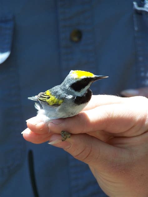 Golden Winged Warbler | The Golden Winged Warbler Research C… | Flickr