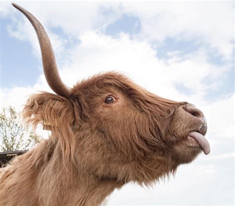 22 adorable animals stick out their tongues and say cheese - TODAY.com