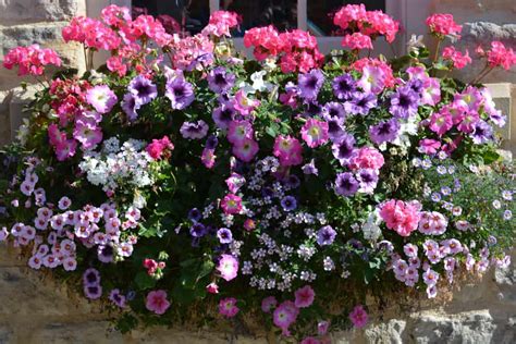 5 Cascading Plants & Flowers for Window Boxes