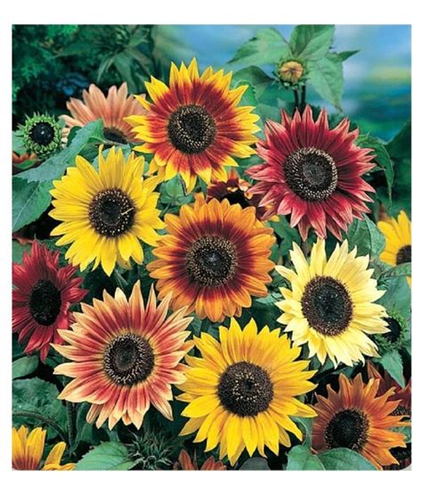 SUNFLOWER - AUTUMN BEAUTY - 75 FINEST SEEDS - CERTIFIED ORGANIC 5055923627693 | eBay