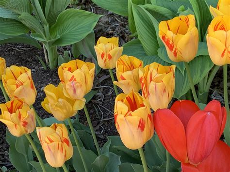 Yellow And Red Tulips Garden - Free photo on Pixabay - Pixabay