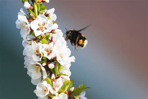 Rusty patched bumble bee listed as endangered - Earth.com