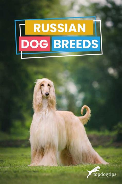 This is a short list of Russian dog breeds. You will learn something special about these breeds ...