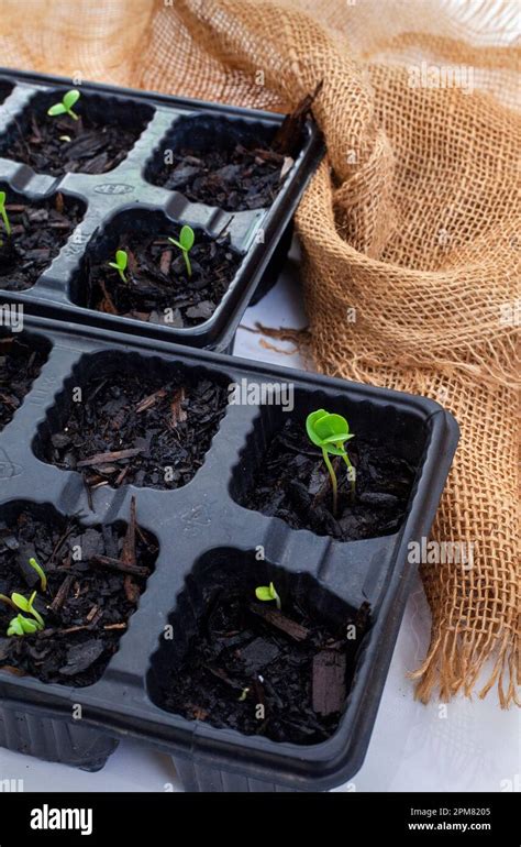 seedling trays with sprouting seeds from above on grey with burlap and copy space Stock Photo ...