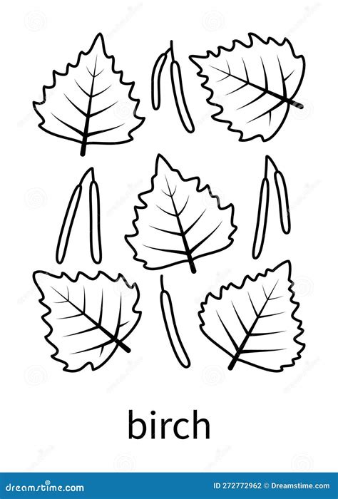 Birch Leaves and Birch Fruits Vector Linear Icons. Isolated Collection ...