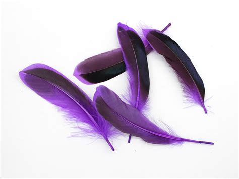 Mallard Duck Quill Feathers (Purple) – Feather Buy