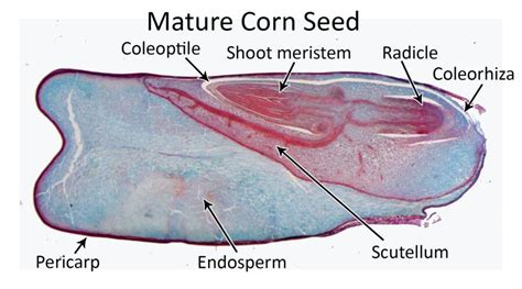 Seeds, Embryogenesis