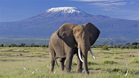 Elephants in Amboseli National Park | Kenya Wildlife Tours