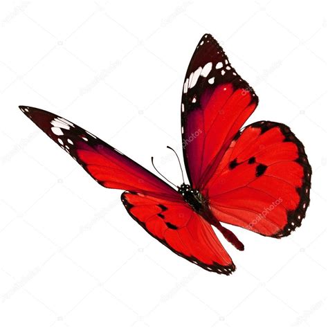 √完了しました！ red butterfly 799042-Red butterfly meaning