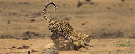 Leopard Predation Thread