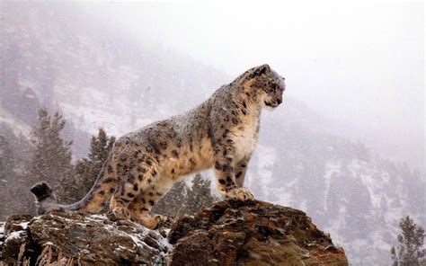 Snow Leopard Wallpapers - Wallpaper Cave