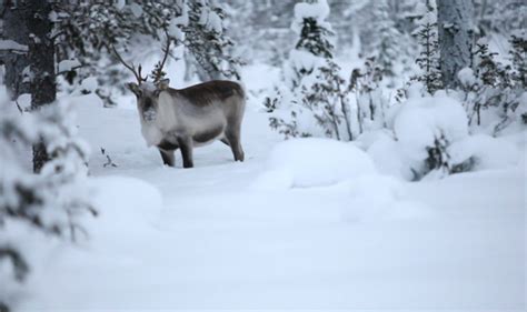 Aatsinki: The Story Of Arctic Cowboys: Touching documentary on Lapland reindeer herders | Films ...