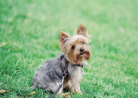 Yorkshire Terrier | Central Texas Veterinary Specialty & Emergency Hospital