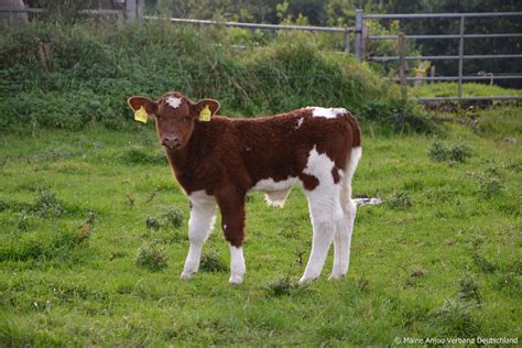 Calves › Maine-Anjou Verband Deutschland e.V.